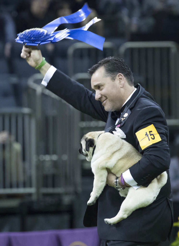 Westminster Dog Show Young Handlers